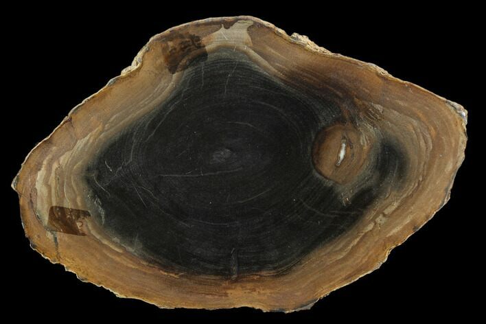 Polished Petrified Wood Round - Sweethome, Oregon #128592